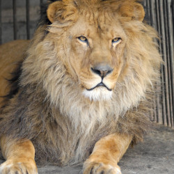 Лев – самый мужественный в зоопарке