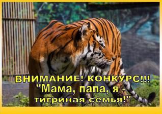  Конкурс «Мама, папа, я – тигриная семья»