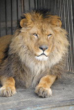 Лев – самый мужественный в зоопарке